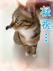 可爱猫咪表情图