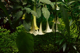 曼陀罗花