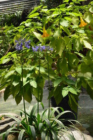 温室花草