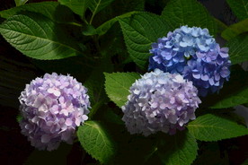绣球花