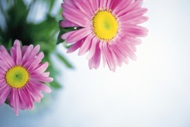 花卉艺术