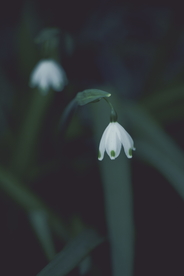 雪花莲芬芳图片