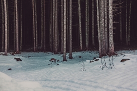 雪地树林