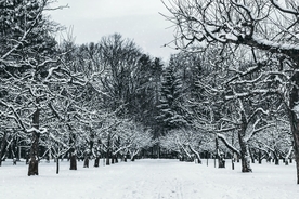 雪地树林