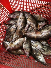 野生桂鱼