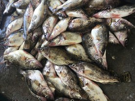 野生桂鱼