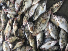 野生桂鱼