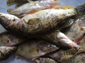 野生桂鱼