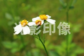 鬼针草