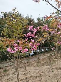 伸出枝头的花
