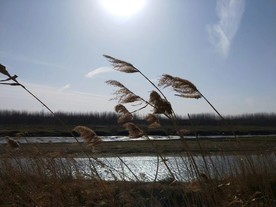 渔