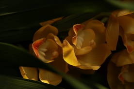 兰花