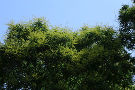 栾树花