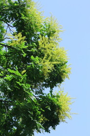 栾树花