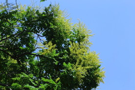 栾树花