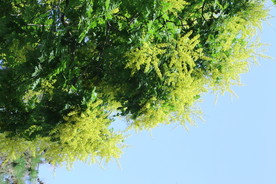 栾树花