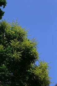 栾树花