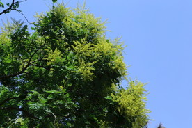 栾树花