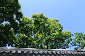 栾树花