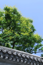 栾树花