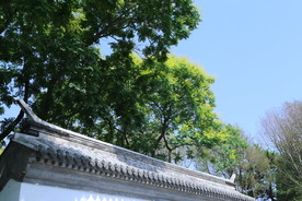 栾树花
