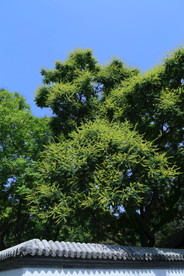 栾树花