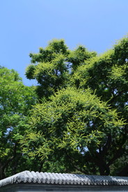 栾树花