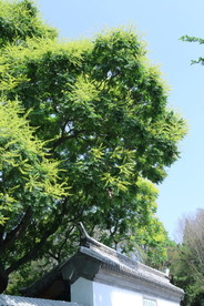栾树花