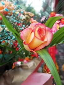 双花玖瑰花