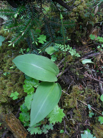 野菜
