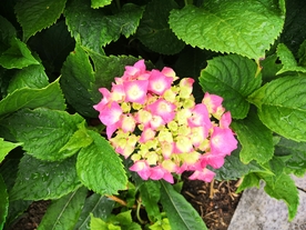 雨后花朵