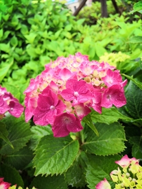 粉花朵  绿叶