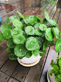 雨后花朵