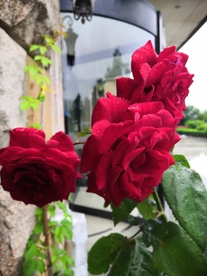 玫瑰花