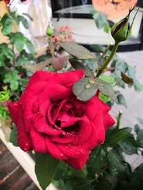 红玫瑰花