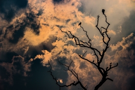 天空 树枝