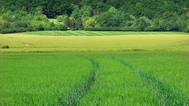 树林 草地