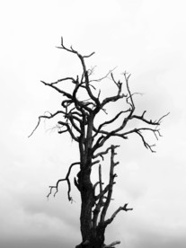 枯树