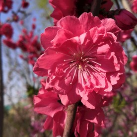 红桃花盛开