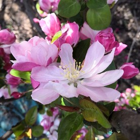 三月桃花