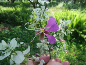 仪花