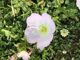 月见草