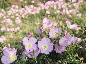 月见草