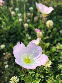 月见草