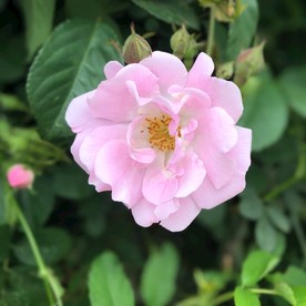 蔷薇