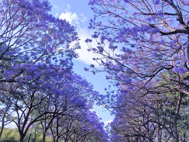 蓝花楹