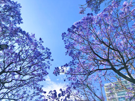 蓝花楹