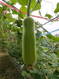 瓠子
