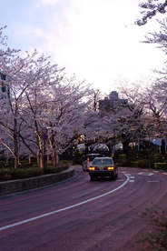 樱花路