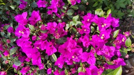 牵牛花
